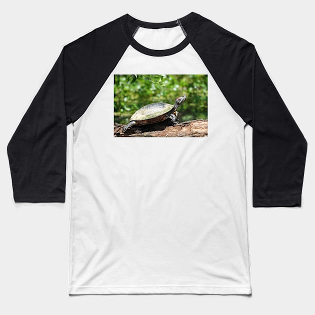 Red-eared slider (Trachemys scripta elegans) Baseball T-Shirt by SDym Photography